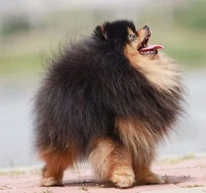 Pomeranian Puppies breeder image 23
