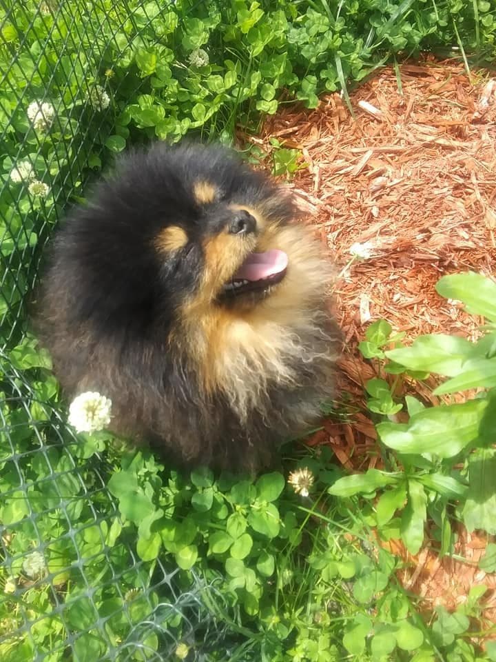 Pomeranian Puppies breeder image 24