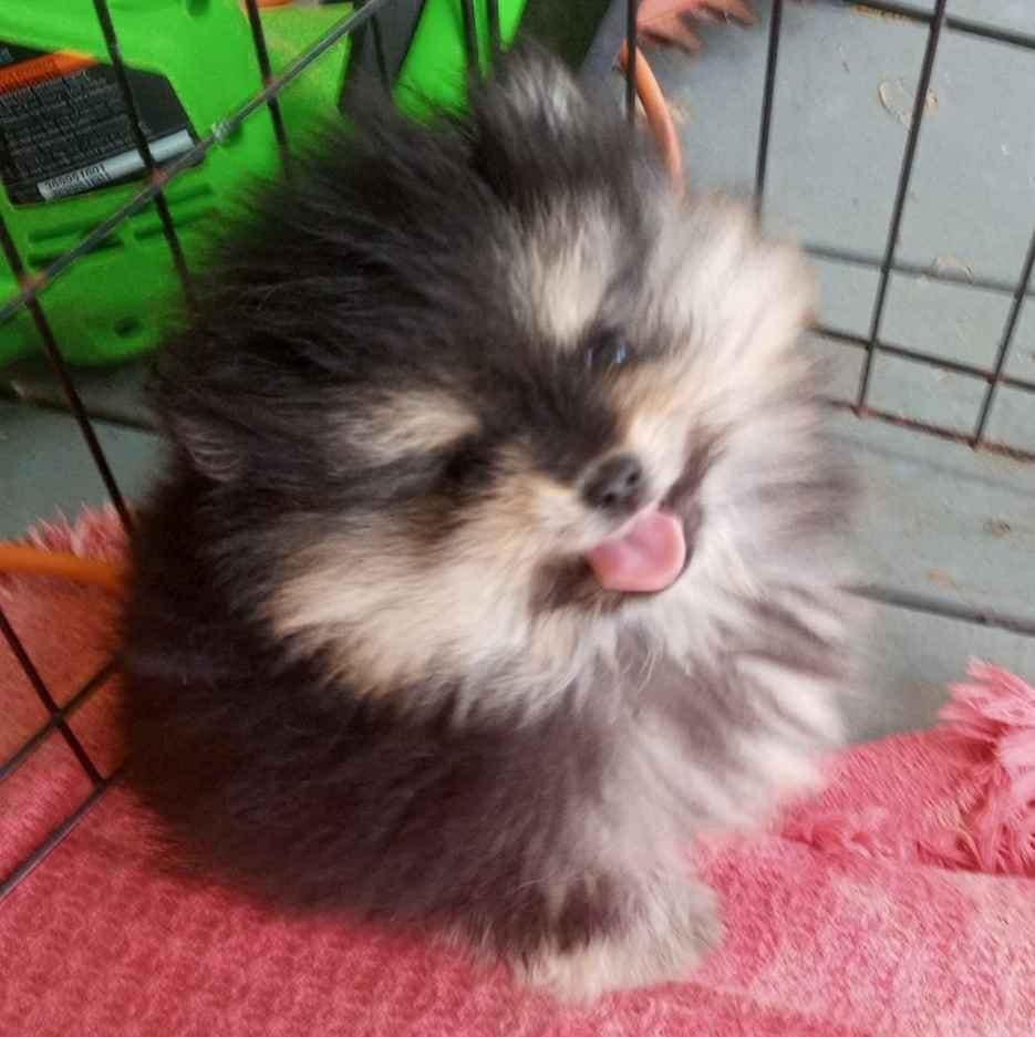 Pomeranian Puppies breeder image 25