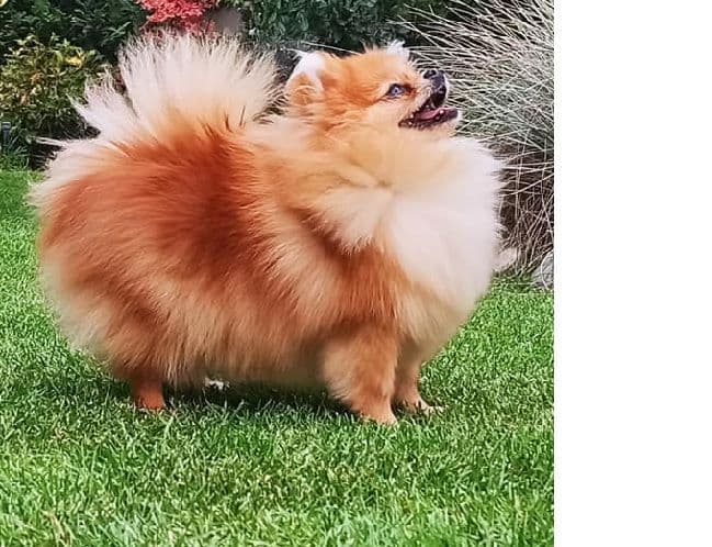 Pomeranian Puppies breeder image 26