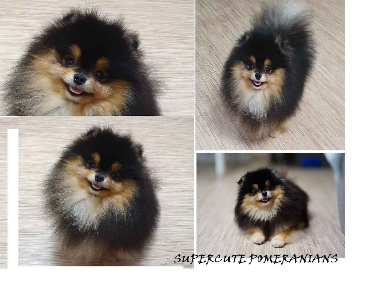Pomeranian Puppies breeder image 27