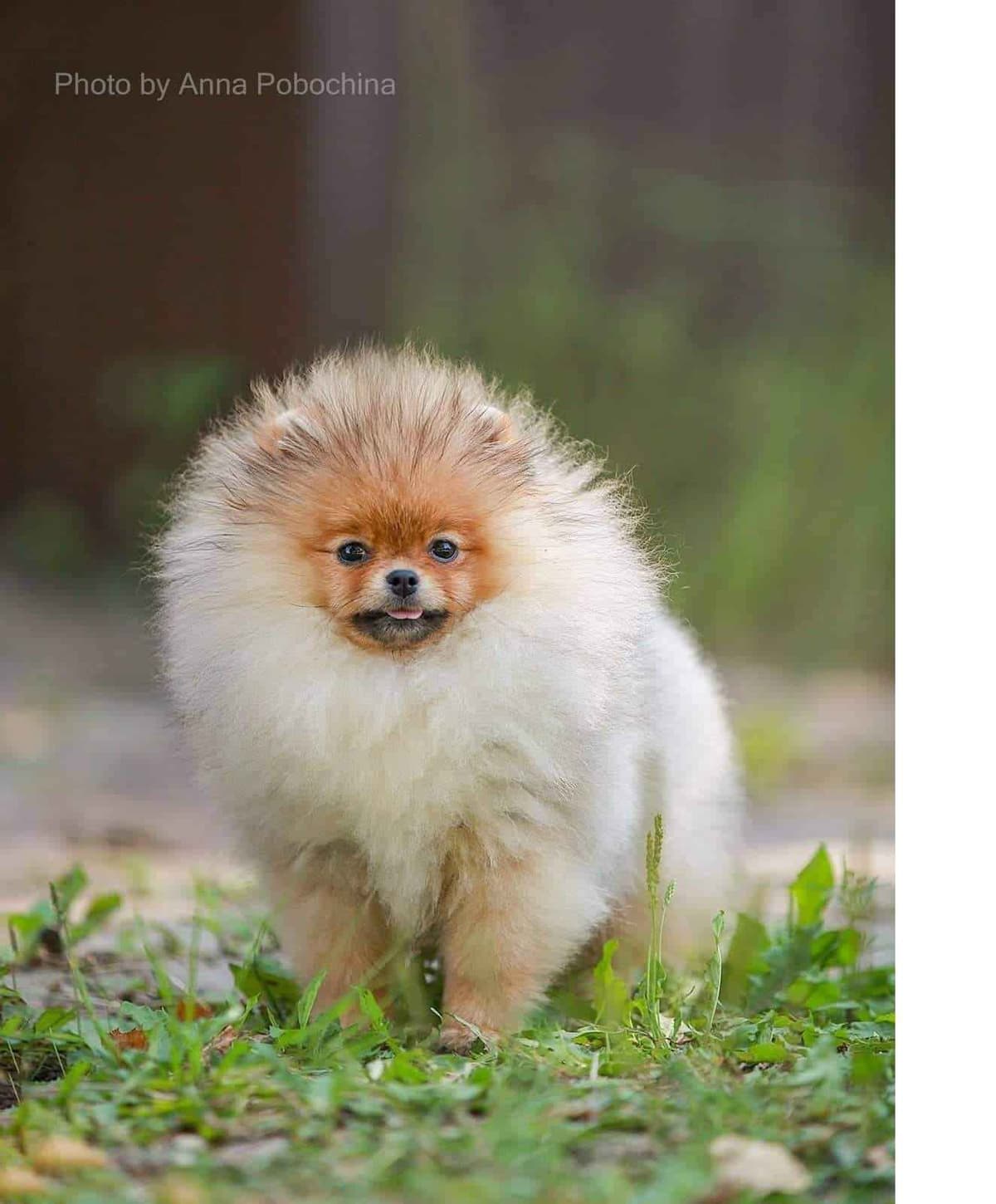 Pomeranian Puppies breeder image 29