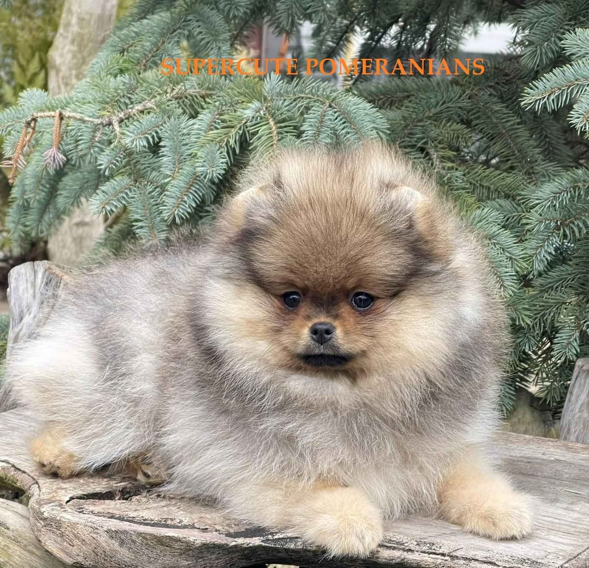 Pomeranian Puppies breeder image 30