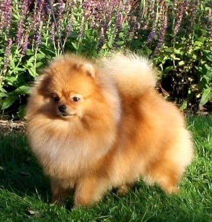 Pomeranian Puppies breeder image 31