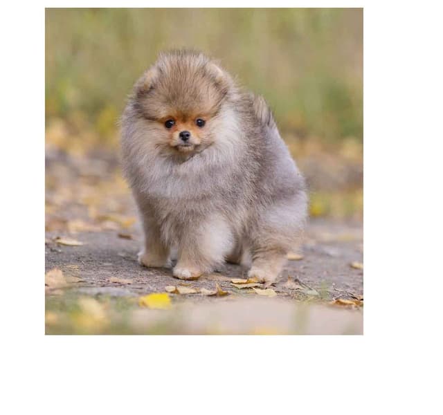 Pomeranian Puppies media 2