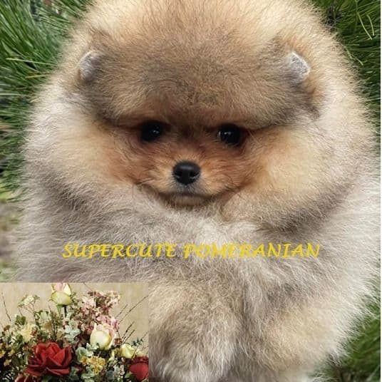 Pomeranian Puppies media 3