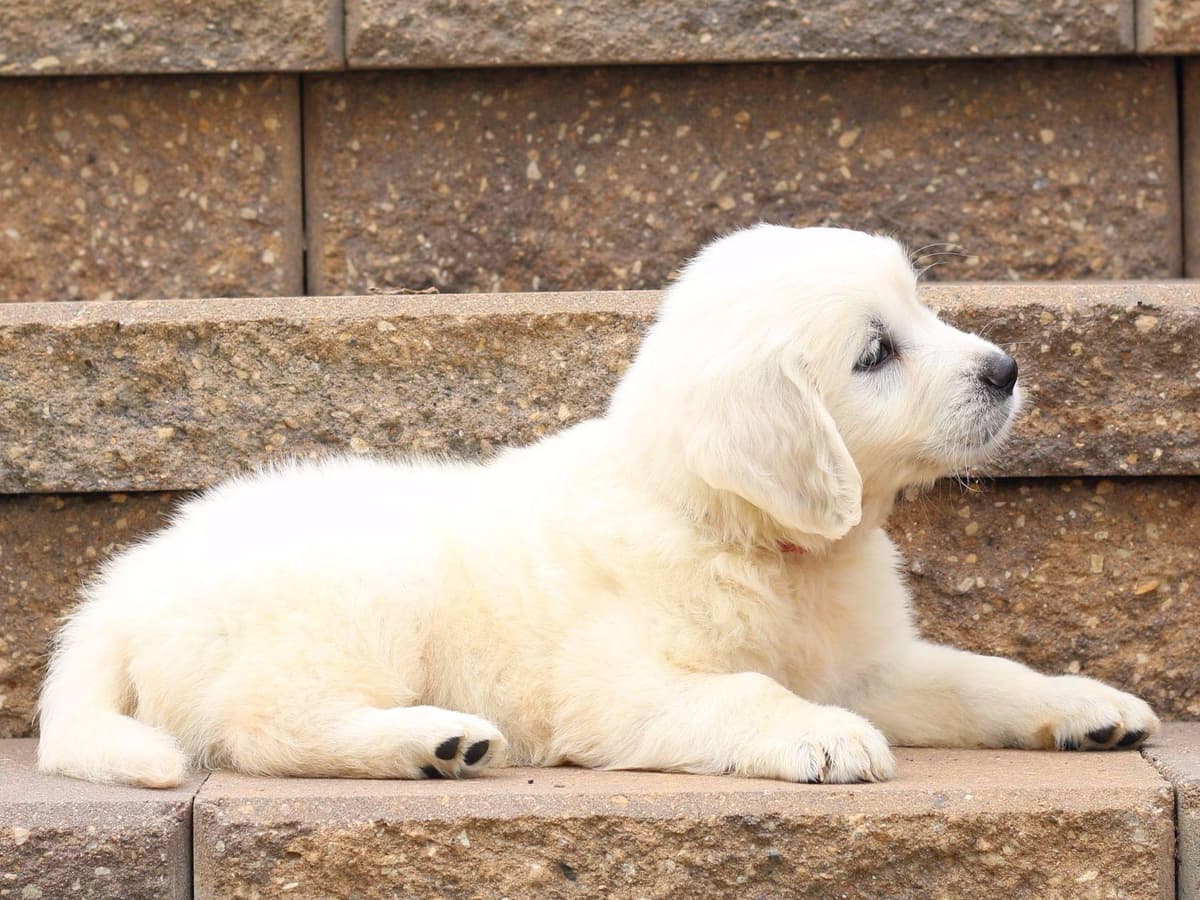 English Golden Retriever Puppies breeder image 1