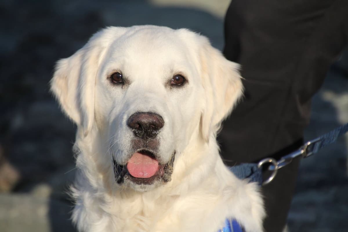 English Golden Retriever Puppies breeder image 3