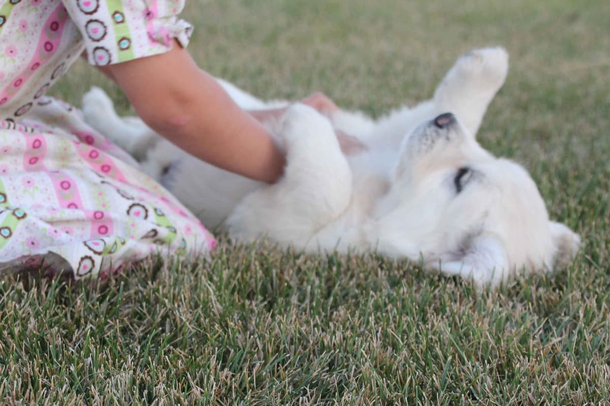 English Golden Retriever Puppies breeder image 5