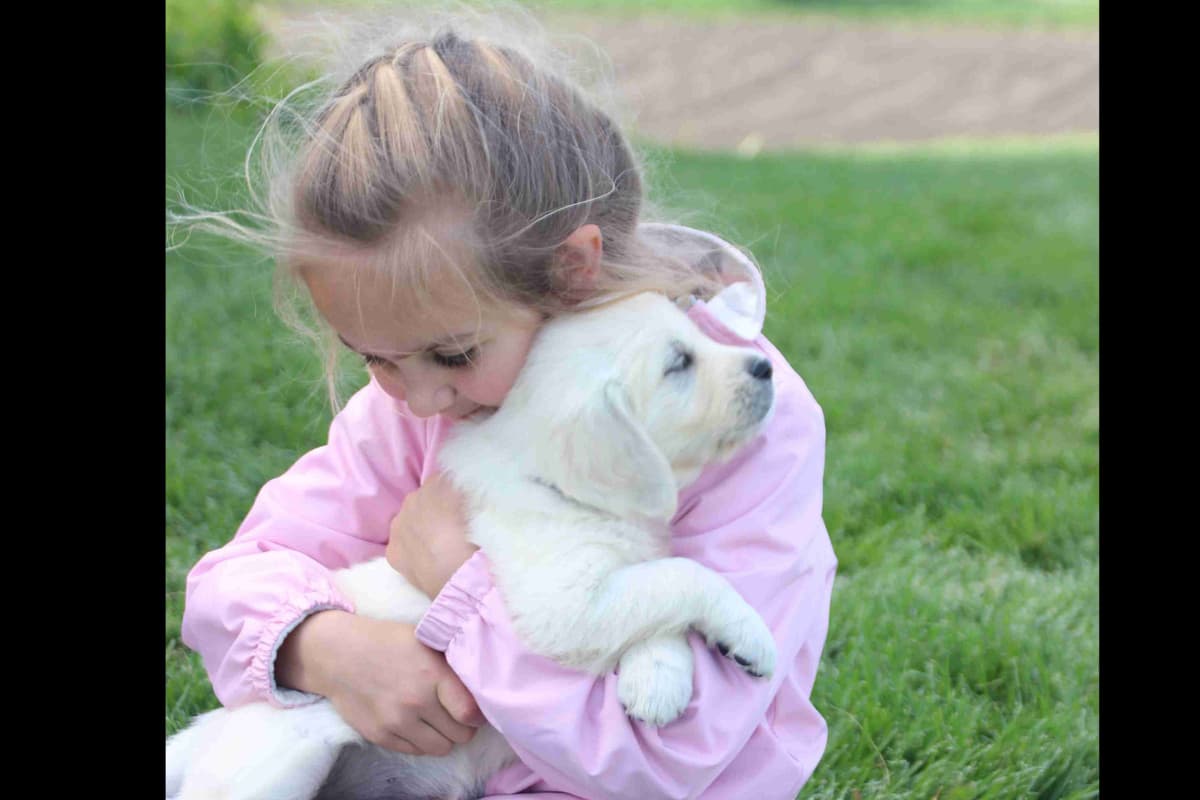 English Golden Retriever Puppies breeder image 6