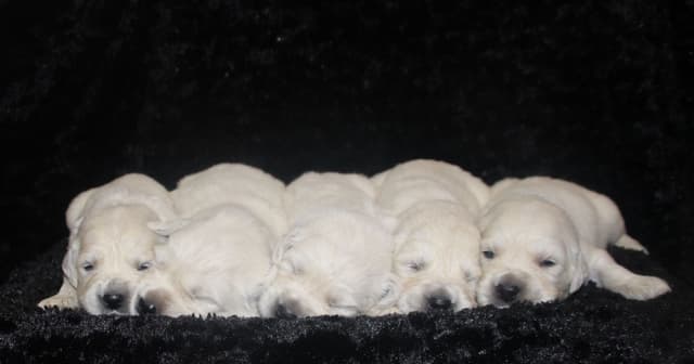 English Golden Retriever Puppies media 6