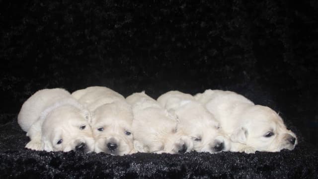 English Golden Retriever Puppies media 5