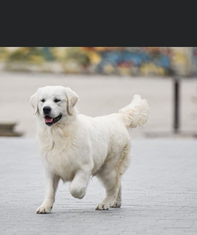 English Golden Retriever Puppies media 4