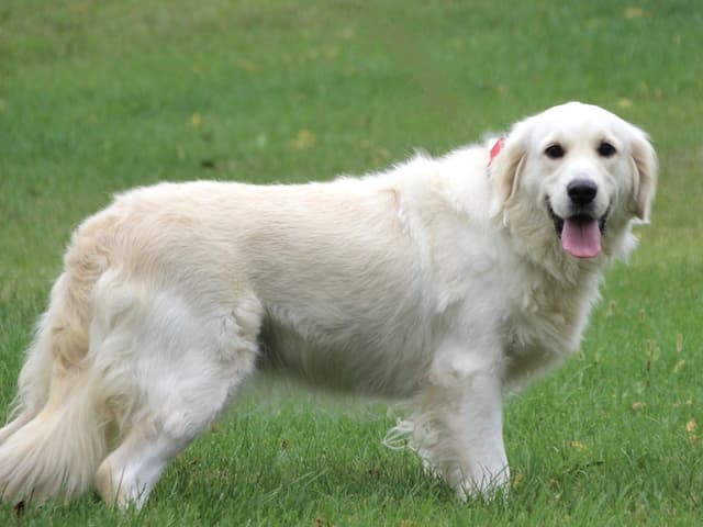 English Golden Retriever Puppies media 3
