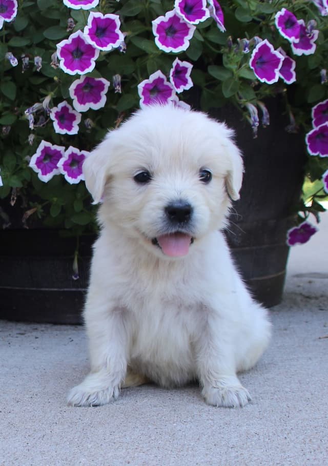English Golden Retriever Puppies media 2