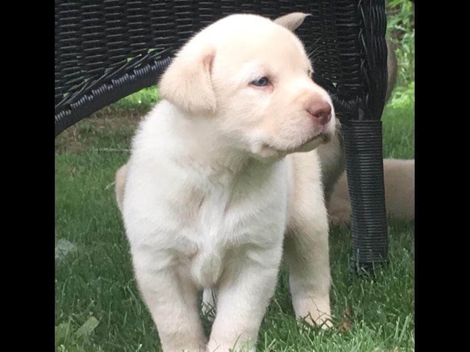 Labrador Retriever Puppies breeder image 1