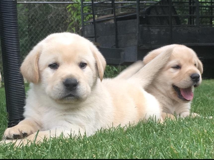 Labrador Retriever Puppies breeder image 2