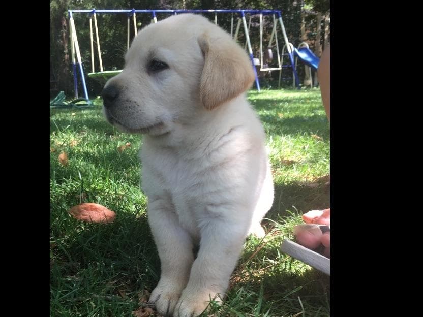 Labrador Retriever Puppies breeder image 3