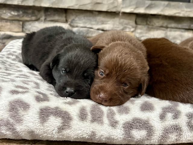 Labrador Retriever Puppies media 11