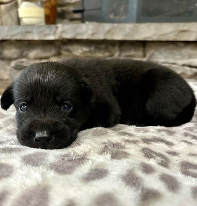 Labrador Retriever Puppies media 10