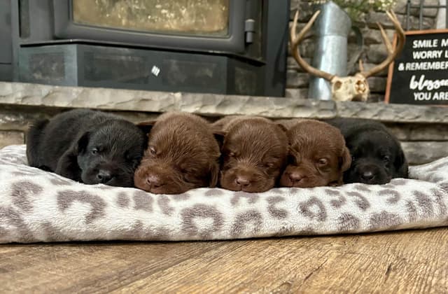Labrador Retriever Puppies media 8