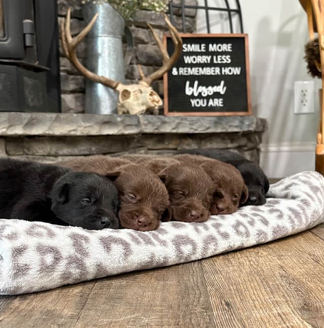 Labrador Retriever Puppies media 7