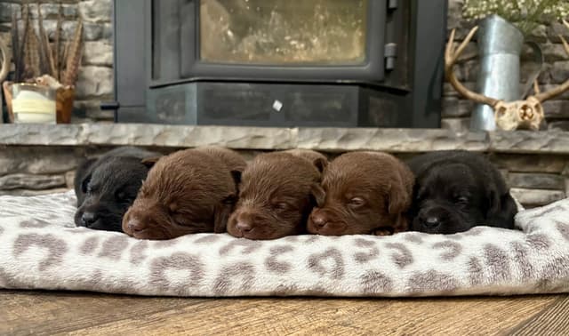 Labrador Retriever Puppies media 9