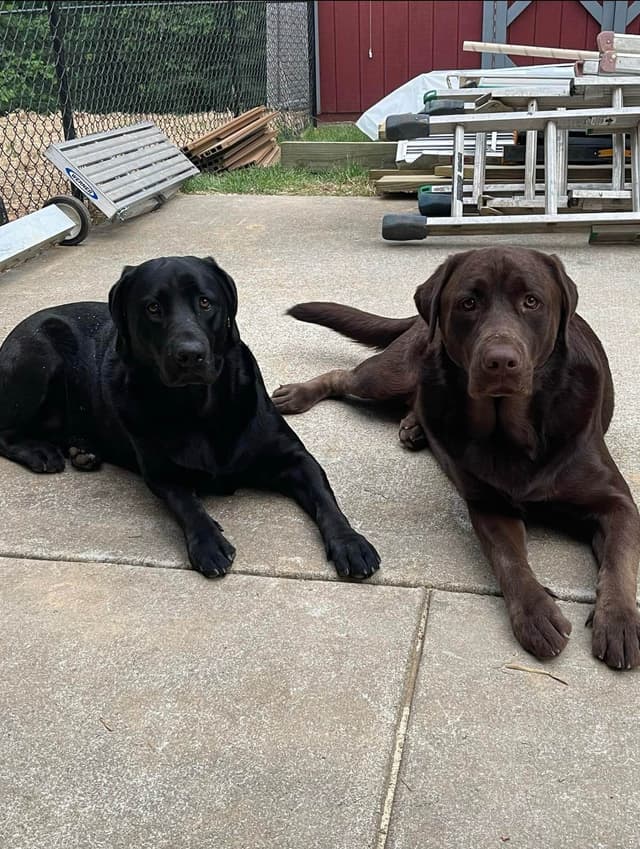 Labrador Retriever Puppies media 4