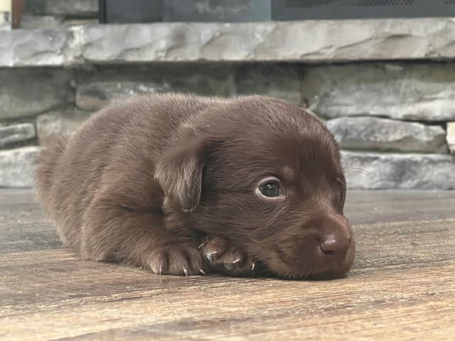Labrador Retriever Puppies media 6
