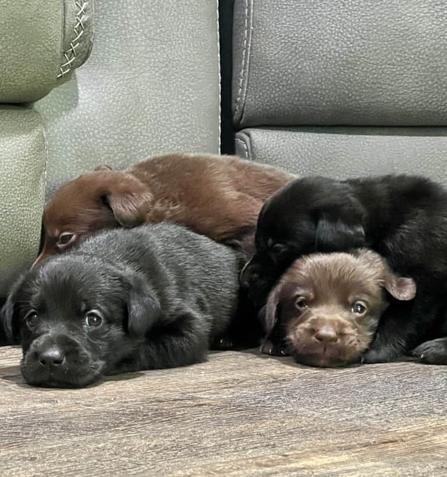 Labrador Retriever Puppies media 5