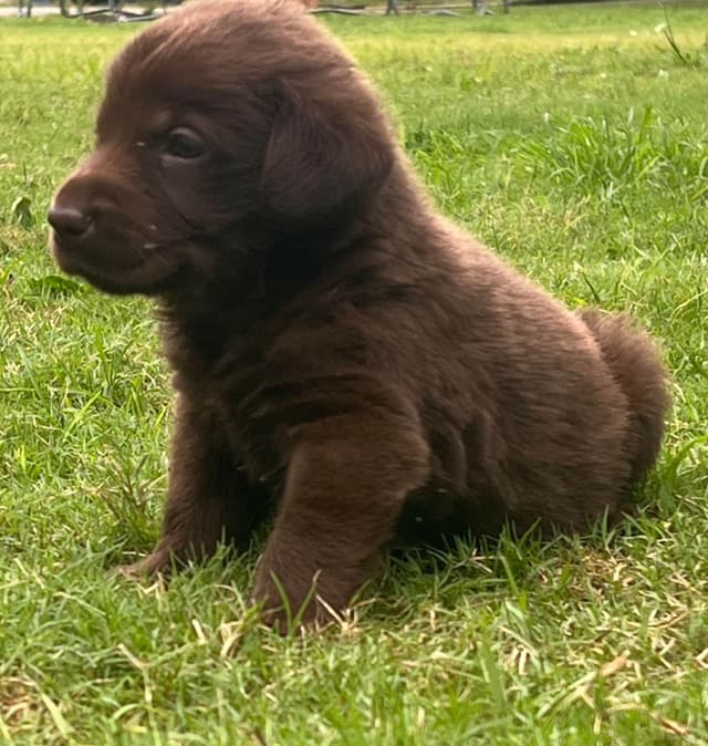 Labrador Retriever Puppies media 3