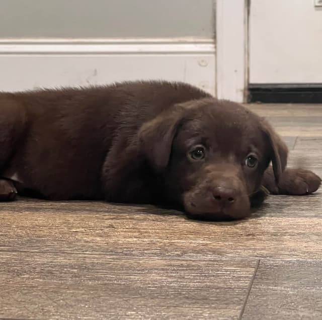 Labrador Retriever Puppies media 2
