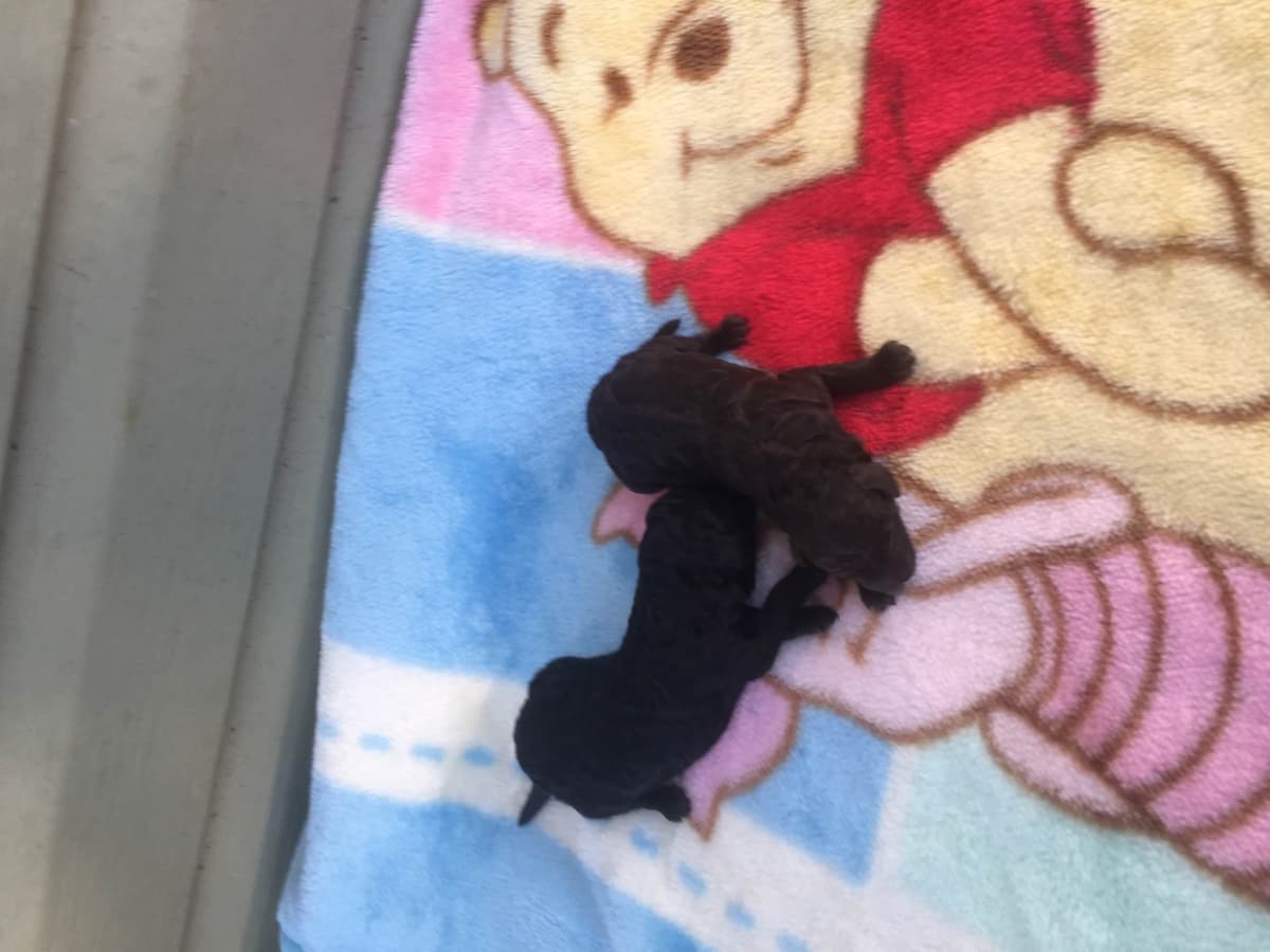 Poodle Puppies breeder image 3