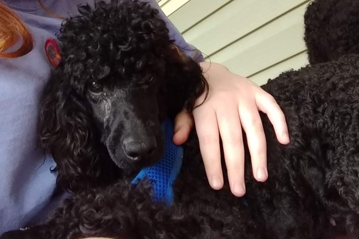 Poodle Puppies breeder image 4