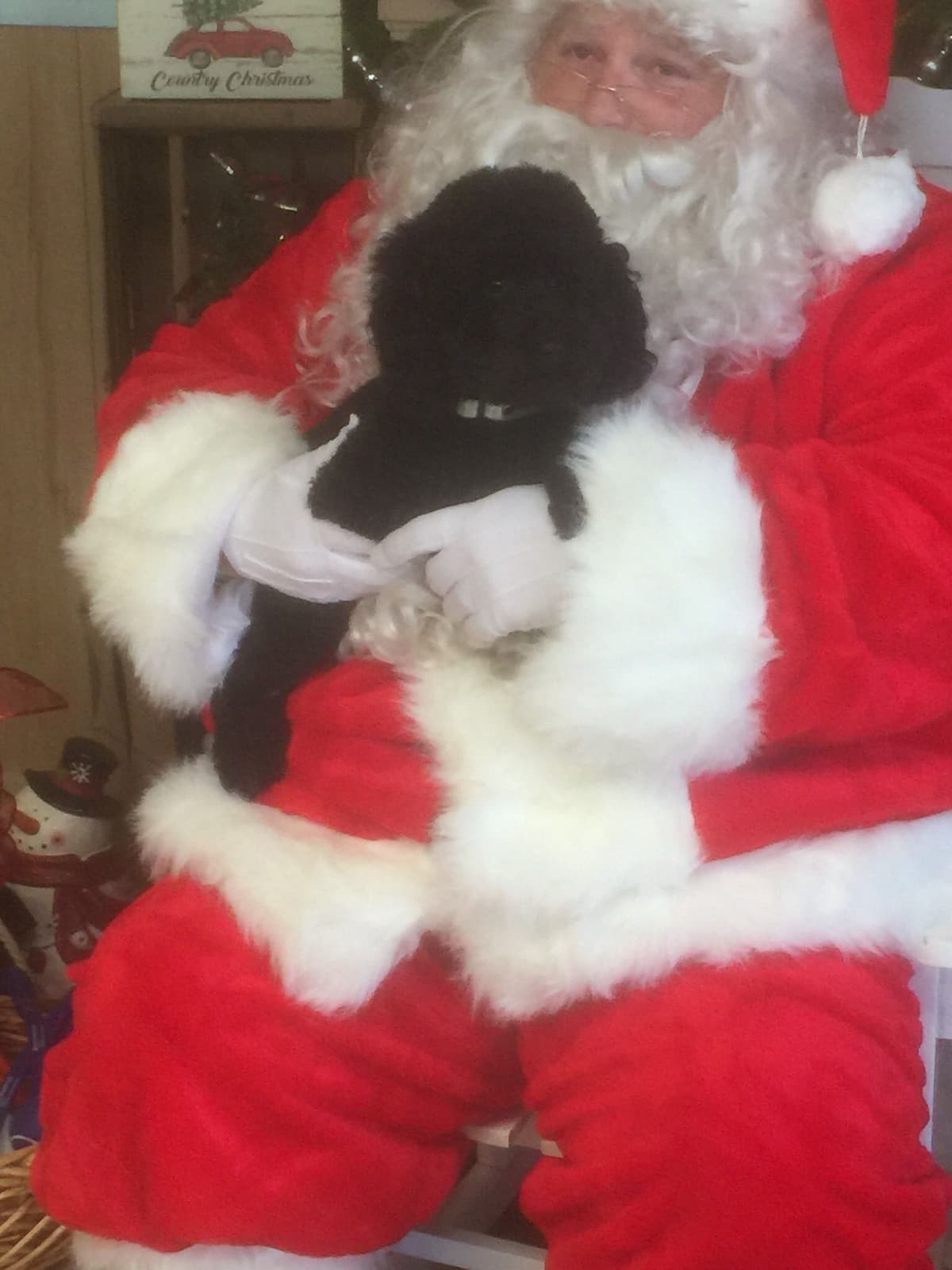 Poodle Puppies breeder image 5