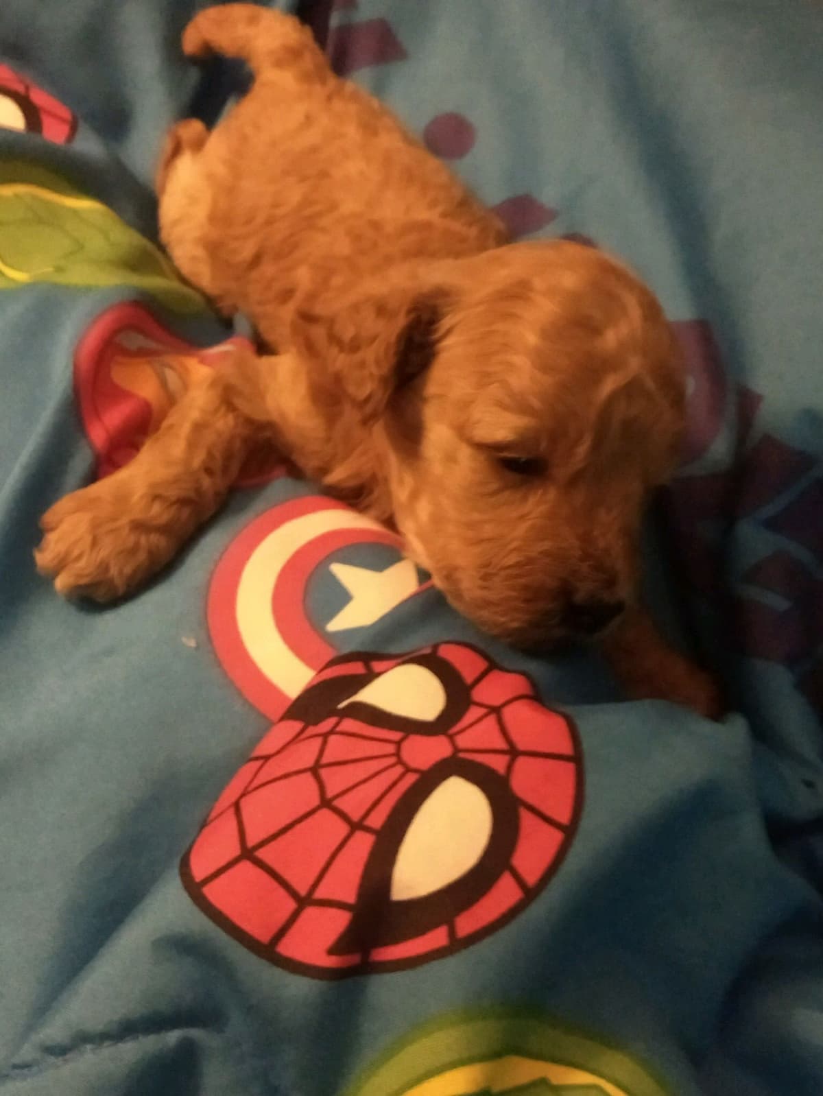 Poodle Puppies breeder image 6