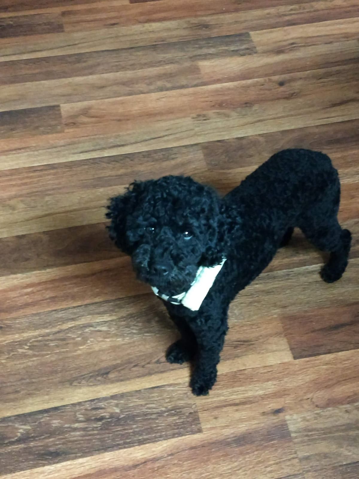Poodle Puppies breeder image 8