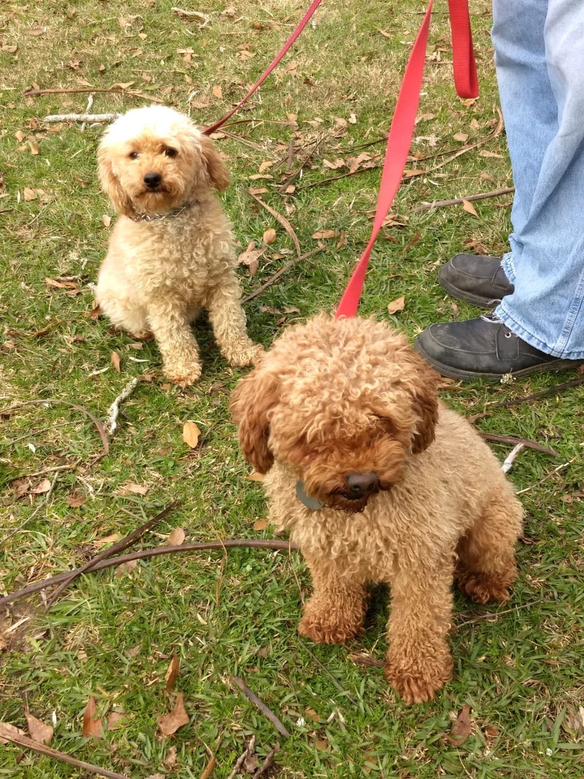 Poodle Puppies breeder image 9