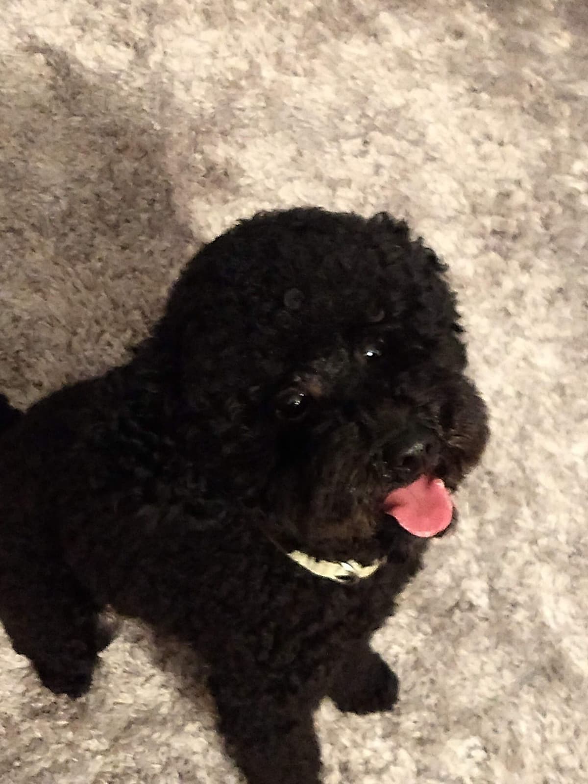Poodle Puppies breeder image 10