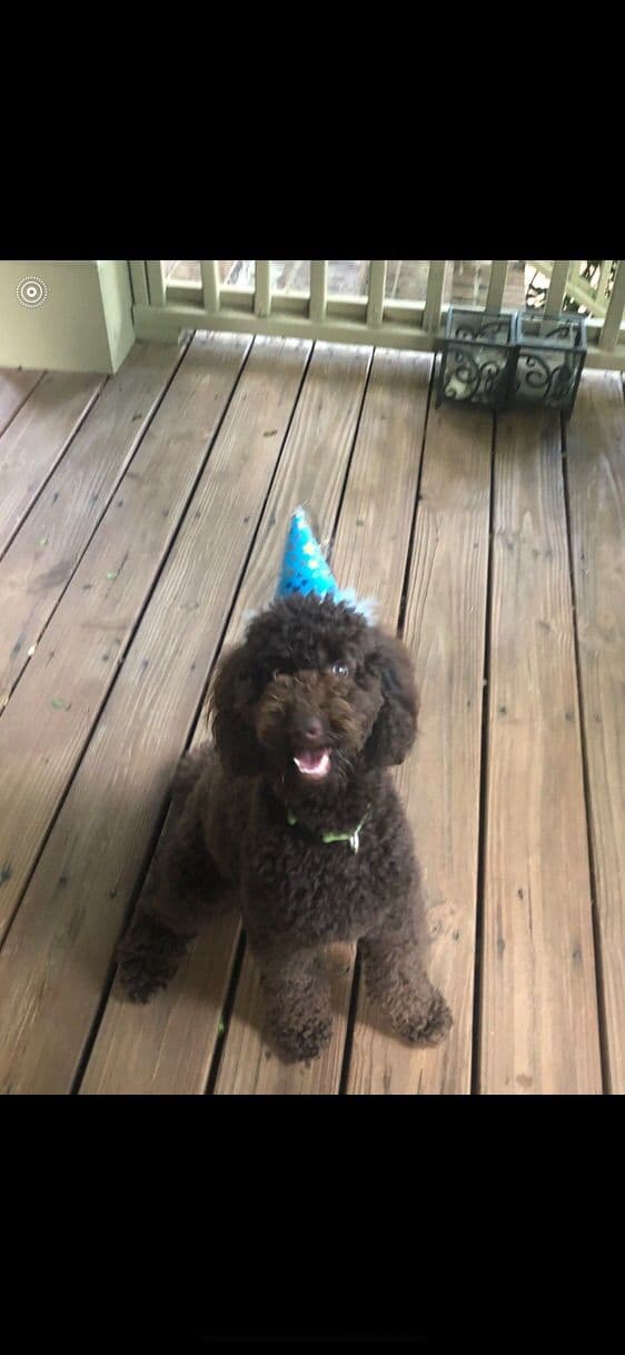 Poodle Puppies breeder image 11