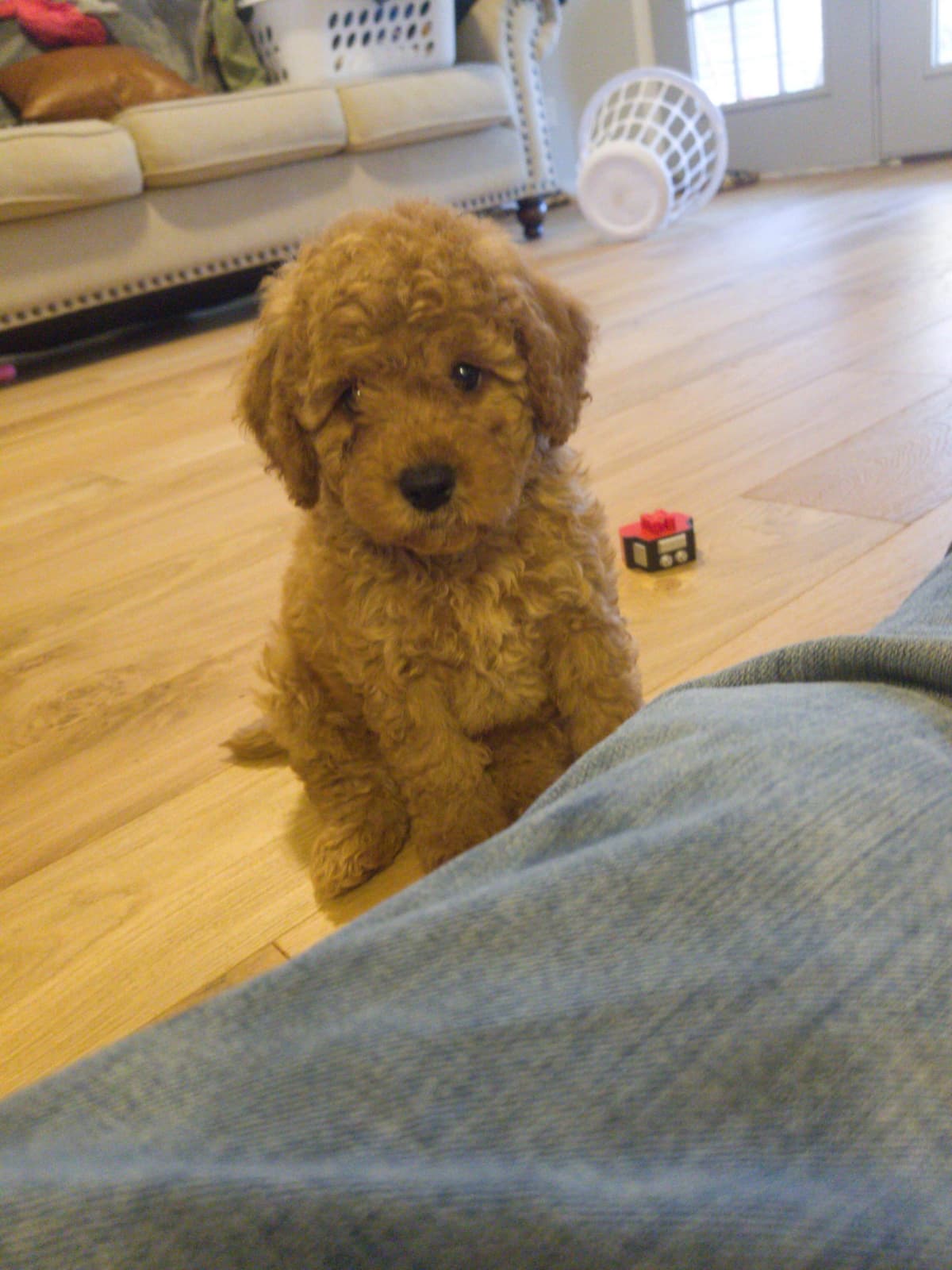 Poodle Puppies breeder image 13