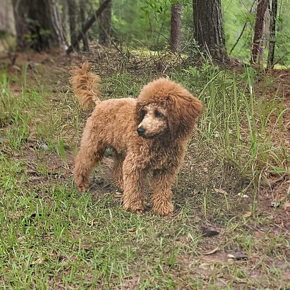 Poodle Puppies breeder image 12