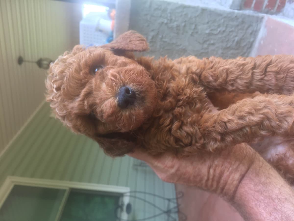 Poodle Puppies breeder image 14