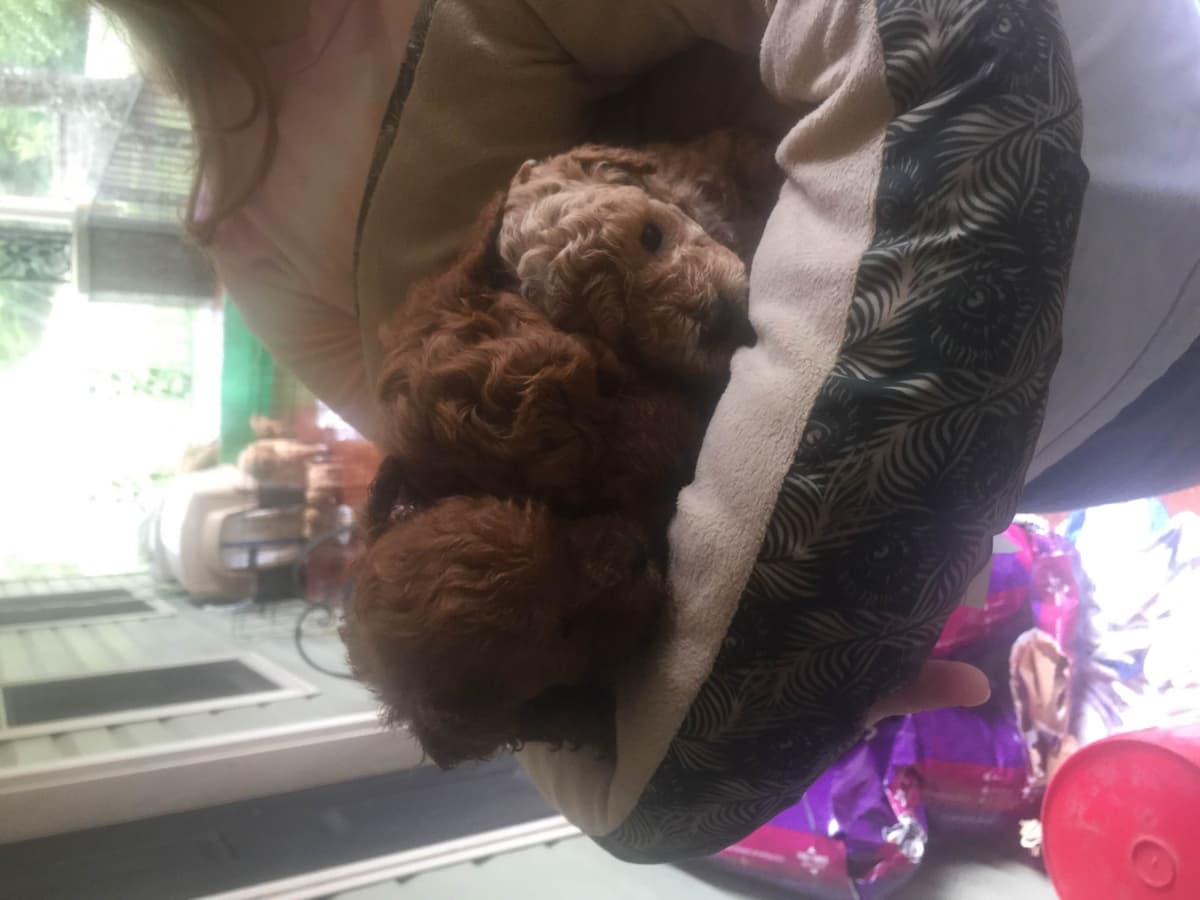 Poodle Puppies breeder image 15