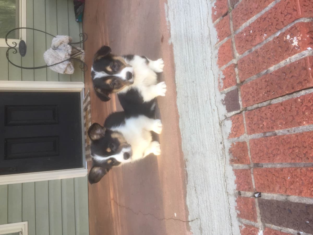 Poodle Puppies breeder image 16