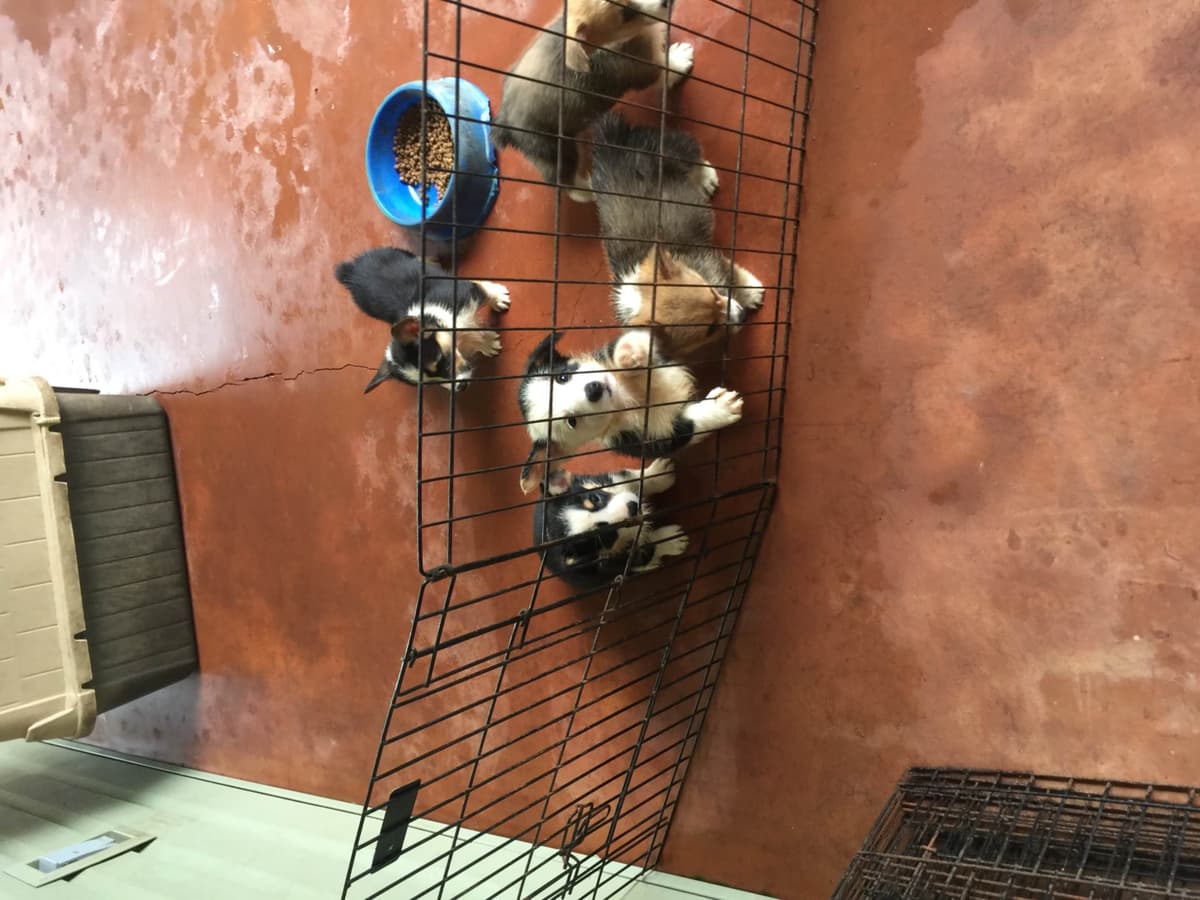 Poodle Puppies breeder image 17