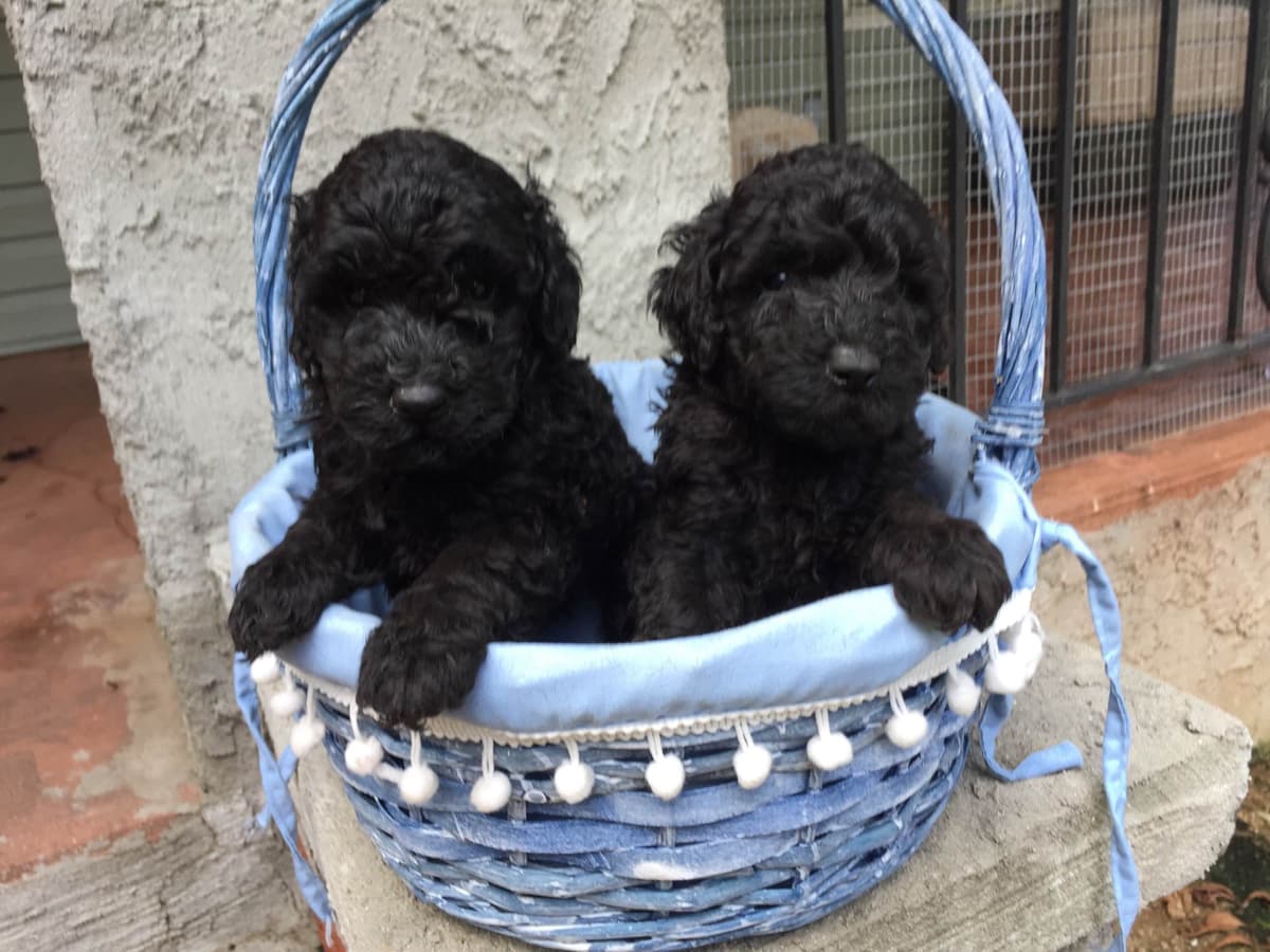 Poodle Puppies breeder image 2