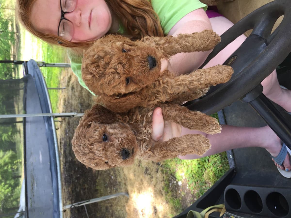 Poodle Puppies breeder image 18