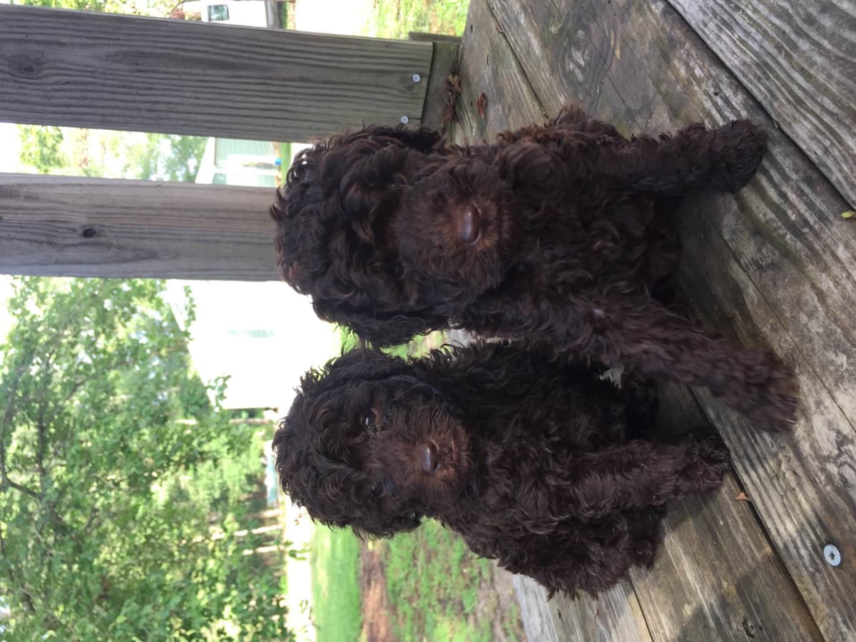 Poodle Puppies breeder image 1