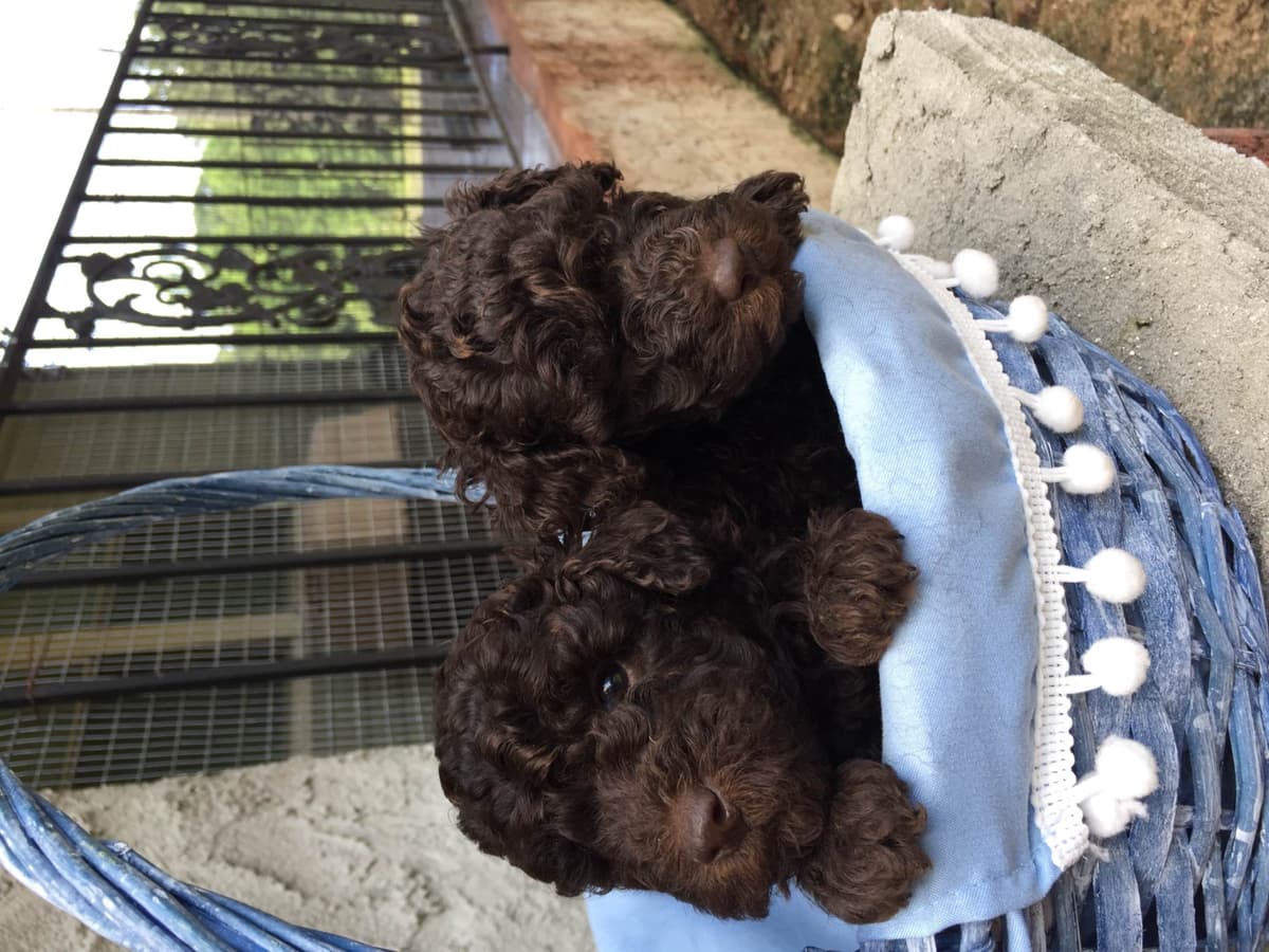Poodle Puppies breeder image 19
